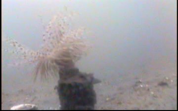 Deep water tube anemone